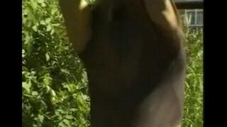 A guy caresses his dick in the hayloft